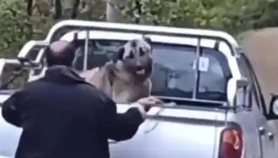 Trabzon'da Bir Köpeği Halatla Döven Eşin Dehşeti: Canilik Sınır Tanımadı!