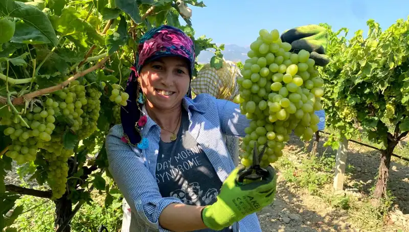 Manisa'nın Lezzetleri Dünyaya Açılıyor: İlk İhracat Tırları Avrupa Yolunda