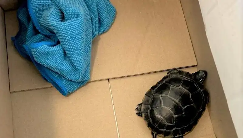 Havalimanında Yolcunun Pantolonundan Kaplumbağa Çıktı: Şok Eden Olay