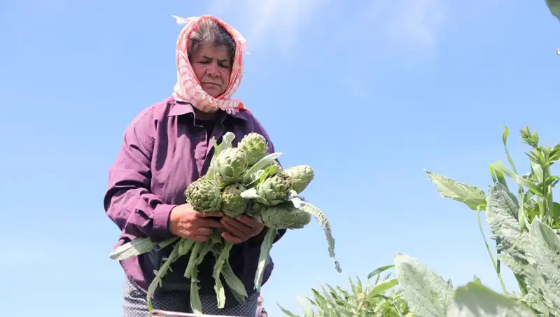 Taze Sebzelerde Fiyat Şoku: Tezgahta 50 TL'ye Gerçekleşen Yükseliş!