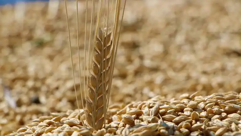 TMO 2025 Buğday Satış Fiyatları Açıklandı: Arpa ve Yulafda Son Durum!