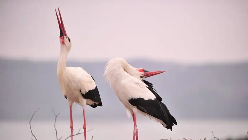 Yaren'i Görmek İçin Marteniçka'yı Ziyaret Edenlerin Sayısı Artıyor