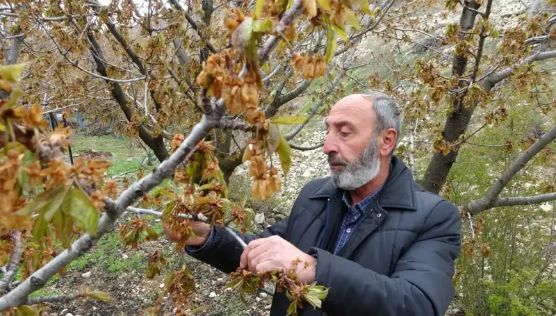 Üreticilerin Kabusu: Zirai Don Albastı Kirazında Büyük Kayıplar!