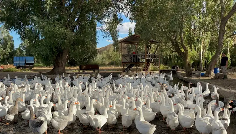 Sofralık Lezzet İçin Geri Sayım: Fiyatlar İki Katına Çıktı!