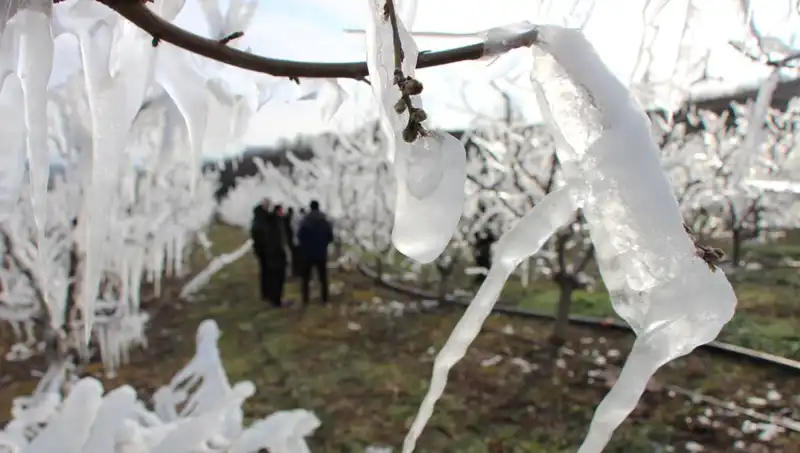 Dondurmanın Beklenmedik Faaliyet: Tomurcukların Yüzde 80'i Hayata Döndü!