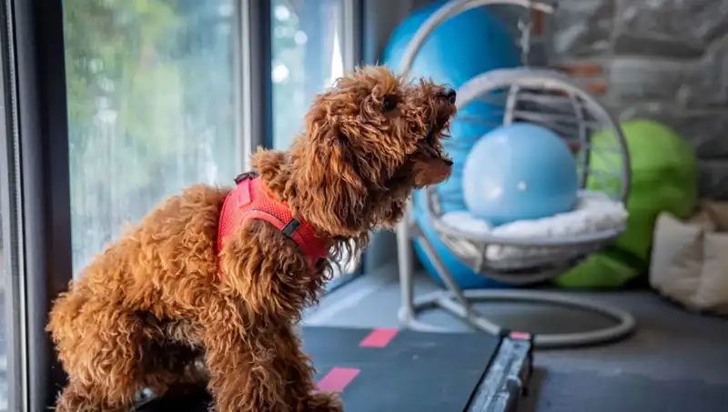 Muffin’in Hikayesi: Güven Duygusu Yeniden İnşa Ediliyor