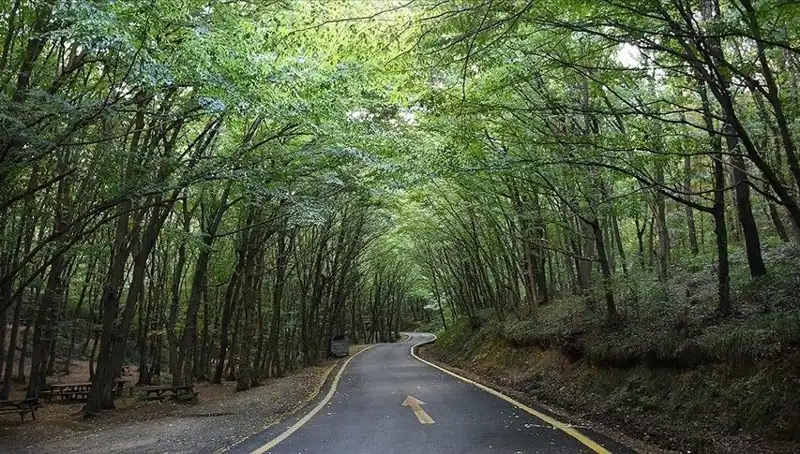 Çorum'da Ormanlara Giriş Yasaklandı: Sebep ve Etkileri Neler?