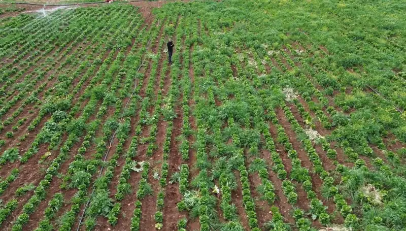 Kuraklık, Marul Hasadını Vuruyor: Üreticiler Ne Yapacak?