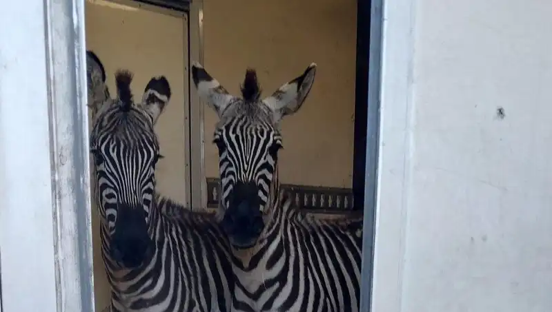 Sınırda Durdurulan Minibüs: 2 Zebra, 6 Maymun ve Sıradışı Hayvanlar