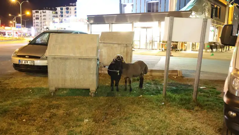 Yola Düşen "Mor Karaman" Koyunları: Kaderlerine Terk Edilen Hayvanlar