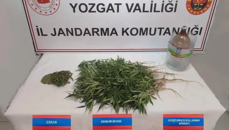 Yozgat'ta Uyuşturucu Operasyonu: 40 Kök Kenevir Ele Geçirildi