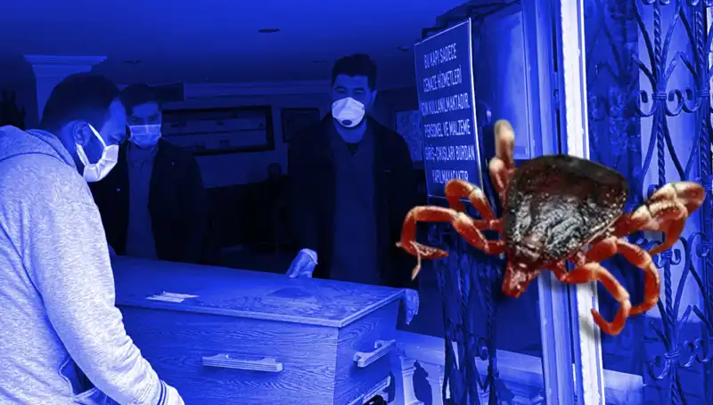 İstanbul'daki Kenelerin Zararsız Olduğu Araştırmayla Kanıtlandı!