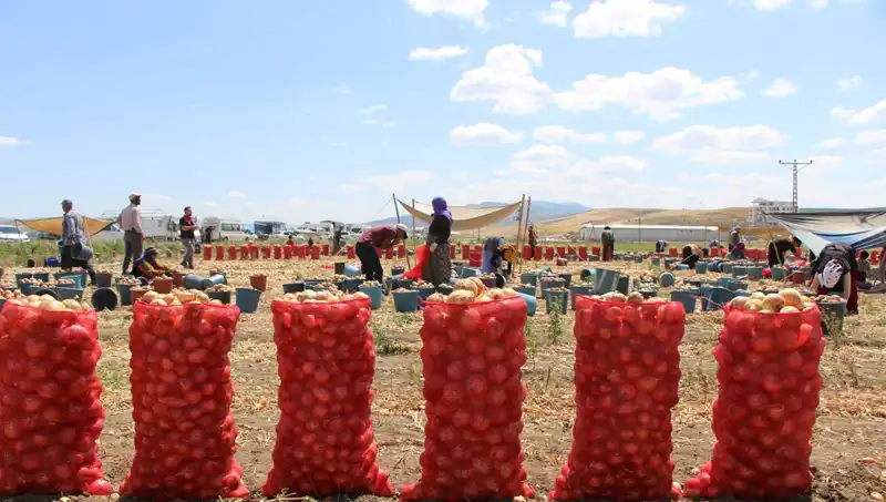 Amasya Elmasının Yıldızı: Avrupa ve Rusya'da Yeni Bir İkram