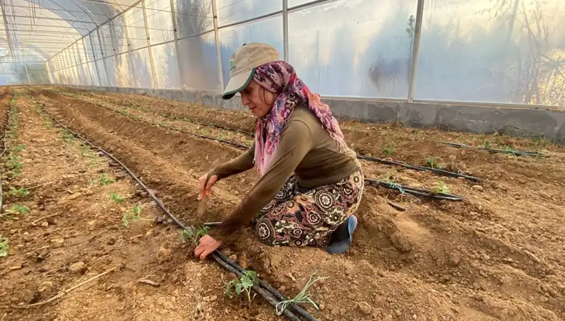 Fideler Toprakla Buluştu: Çiftçiler Günde 6 Saat Çalışıyor!