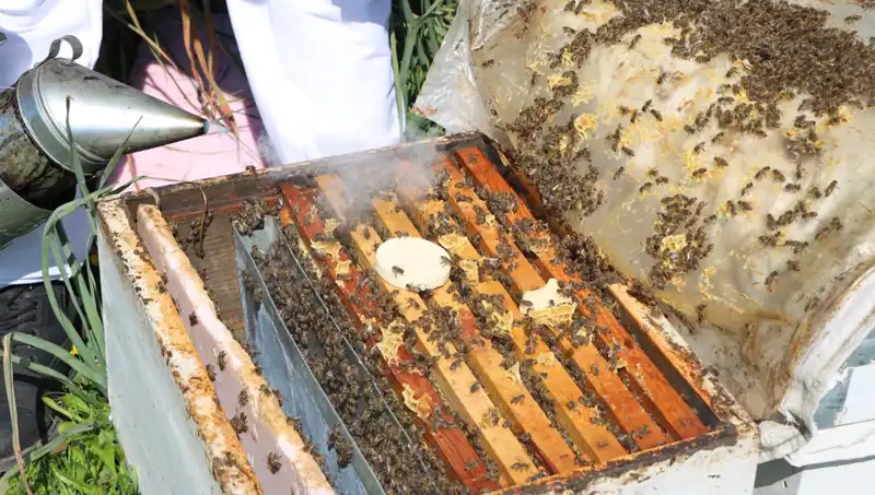 Genç Girişimci Arıcı, 800 Kovanda Doğal Bal Üreterek Yurt Dışından Sipariş Alıyor