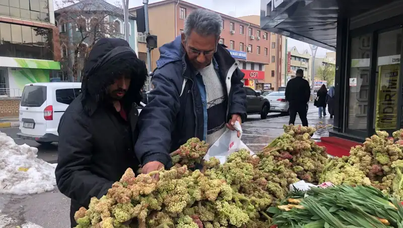 Kendiliğinden Yetişen Bu Bitki, Kanserle Mücadelede Yeni Umut Oluyor