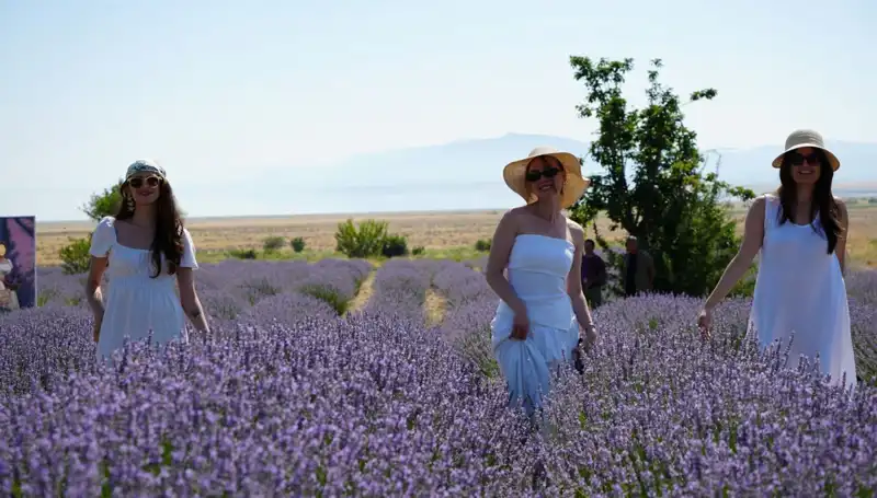 Göl Manzaralı Mor Renkli Bahçelerde Şaşırtıcı Hasat Dönemi Başladı!