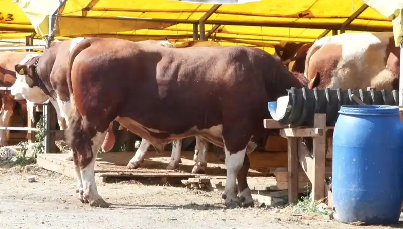 Kurban Pazarlarında Bu Yıl Hava Nasıl Olacak? Fiyatlar Ne Durumda?