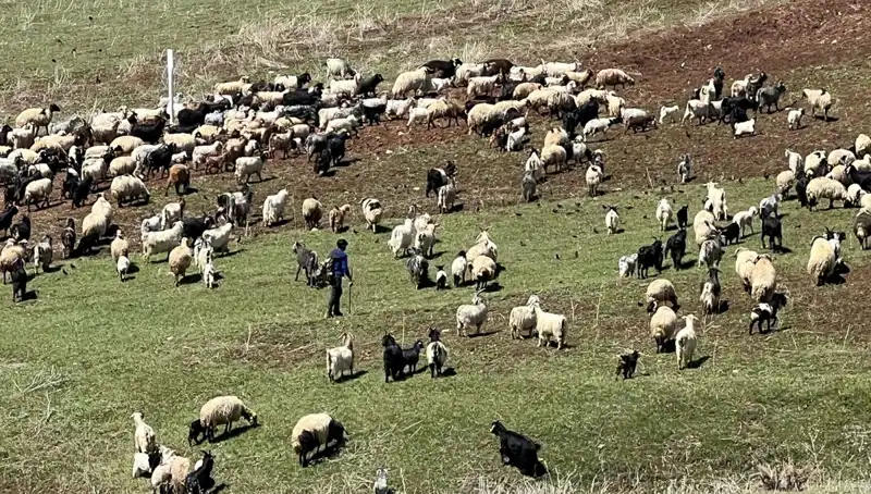 Çoban Krizi Büyüyor: 70 Bin Lira Maaşı Neden Beğenmiyorlar?