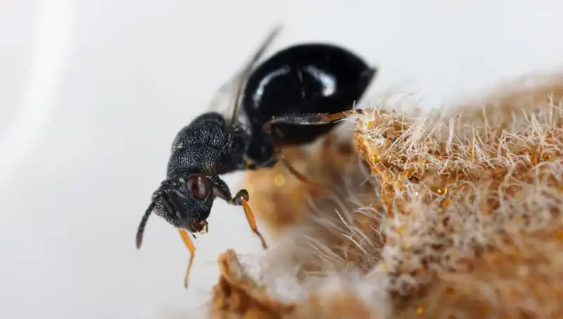 Avrupa'da Karınca İstilası: Tüneller Kazıp Elektrik Kesintilerine Neden Oluyorlar