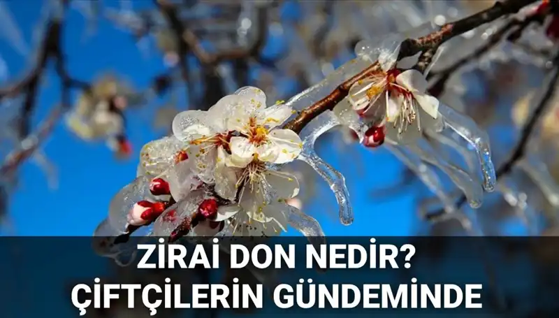 Çiftçilerin Yüzünü Karanlıklara Sürükleyen Zirai Don Tehlikesi!