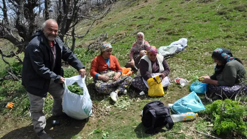 Yürüyerek Topladıkları İhracatlık Ürün: Kilosu 250 Lira, Ailelerin Geçim Kaynağı