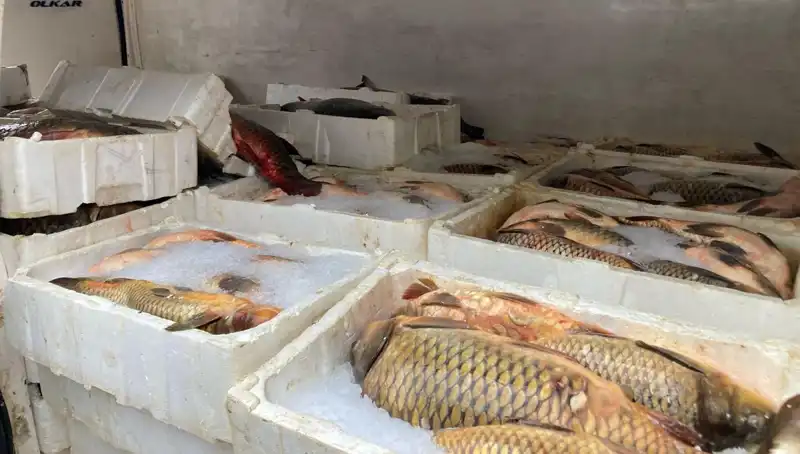 Kaçak Balık Avına Cezalar Peş Peşe Geliyor: Binlerce Lira İşlem!