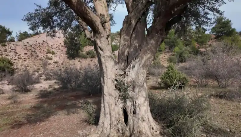 800 Yıllık Zeytin Ağacı: Tarih ve Doğanın Buluşma Noktası