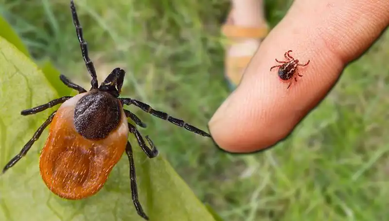 Kene Isırmasında Almanız Gereken Önemli Önlemler!