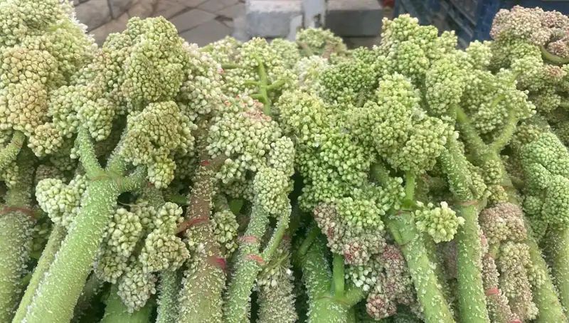 Dağların Şifalı İksiri: Şekerin Kalbe ve Sarılığa Faydaları