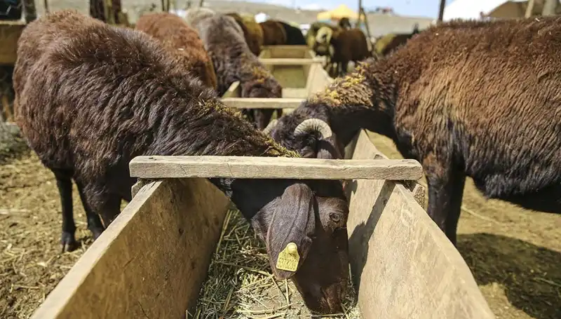 Şap Hastalığı Alarmı: Hayvan Pazarı Kapatıldı, Üreticiler Ne Yapacak?