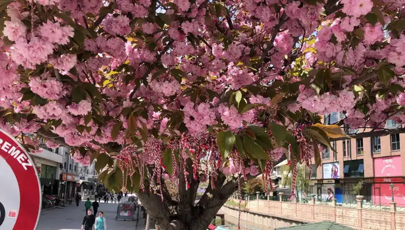 Süs Erik Ağacı Martenitsa İle Şenlendi: Geleneklerdeki Anlamı