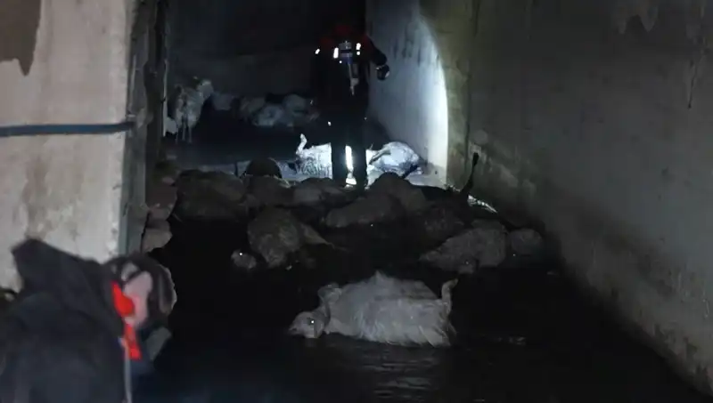 Keskin Koku Sırasında Onlarca Hayvanın Hayatı Son Buldu
