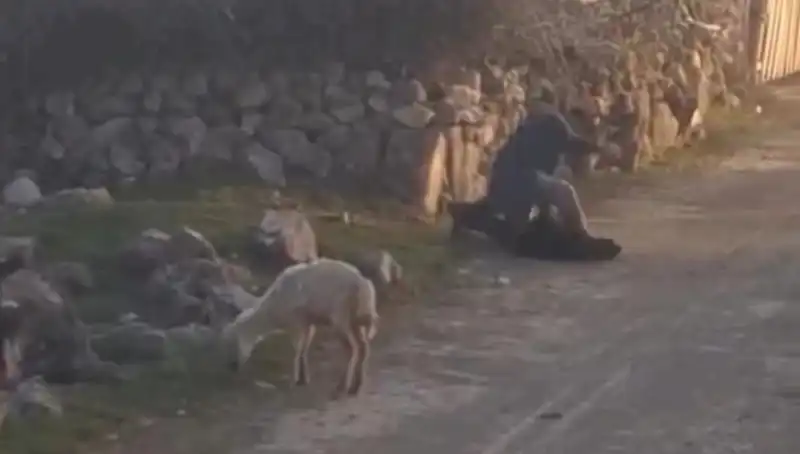 Koyuna Eziyet Eden Gözaltına Alındı: Hayvan Hakları İhlalleri Ciddiye Alınmalı