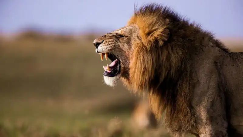 Aslan Saldırısında Hayatını Kaybeden 14 Yaşındaki Kızın Acı Hikayesi
