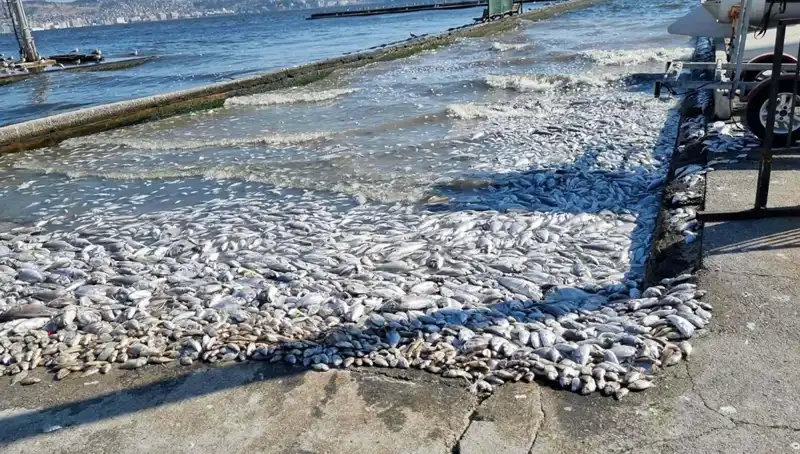 İzmir Körfezi'nde Olumsuz Durumlar Ortadan Kalkıyor: Sevindirici Gelişmeler!