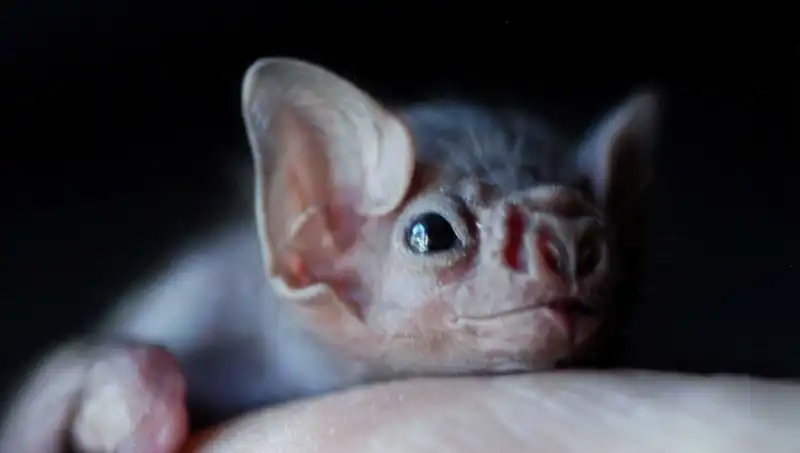 Son Derece Nadir Virüs, Yarasa Isırığıyla Hayat Aldı: Olayın Ayrıntıları