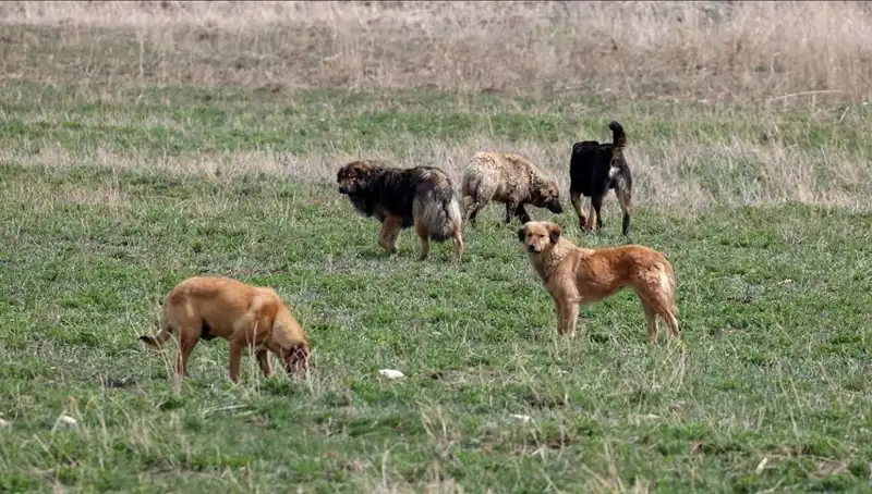 Ankara'da Sahipsiz Köpek Politikasında Radikal Değişiklik: 71 Bin Lira Ceza Geldi