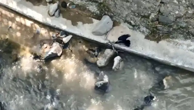 Karga, Yılandan Nasıl Kaçtı? Doğa Belgeseli Gibi Anlar