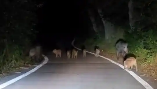 Elazığ'da Yola İnen Domuz Sürüsü, Sürücülere Korku Dolu Anlar Yaşattı