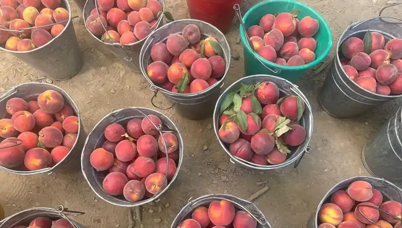 Hasat Döneminde Çiftçilerin Yüzü Güldü: Kilogram Fiyatı 100 Liraya Ulaştı