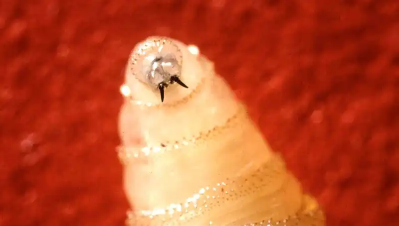 Doğaya İnsanoğlunun Mucizesi: Et Yiyen Kurtçuklarla Sineklerle Savaş