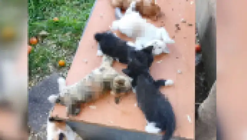 Bursa'da Yavru Kedi Katliamı: Sekiz Masum Hayvanın Trajik Sonu