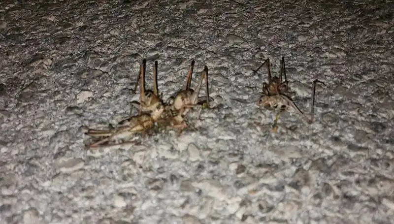 Yüzlerce Çekirge Şehrin Caddelerini İstila Etti: Tarımcılar Ne Yapacak?