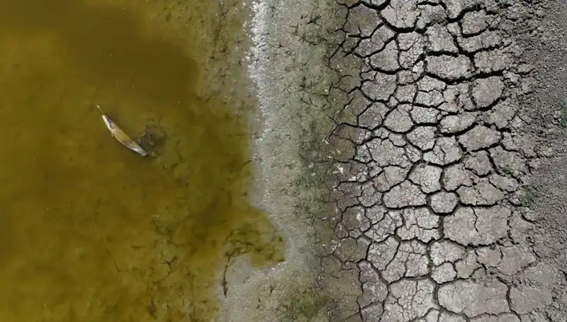 Göletin Kuruması: Balık Ölümleri Tüm Şehri Etkiliyor!