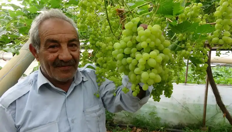 Zirai Don Sonrası Meyve Fiyatları Yükseldi: İkinci Gelir Kaynağı Olabilir mi?