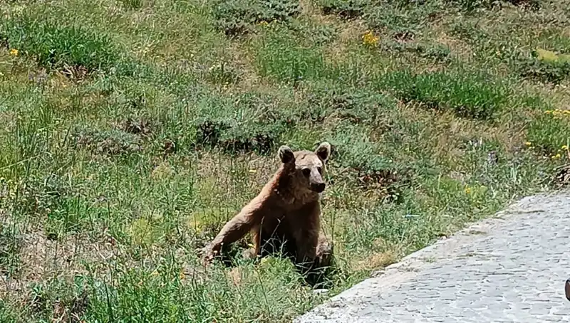 Nemrut’a Gidenlere Bozayı Uyarısı: Güvenliğiniz İçin Dikkat Edin!