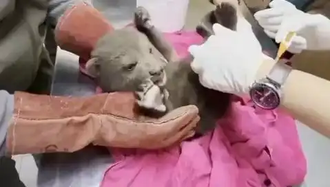 Karabük'te Yavru Bozayı Heyecanı: Doğa Koruma Ekipleri Harekete Geçti